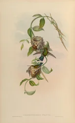 Chlorostilbon prasinus = Chlorostilbon mellisugus prasinus